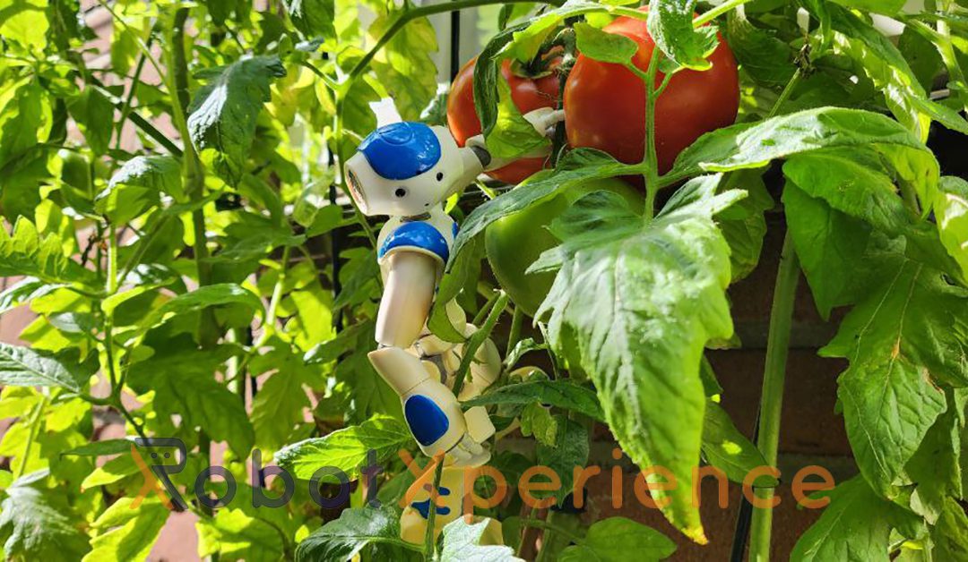 Dagboek van een robot - tomaten plukken